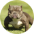 Exotic Bully